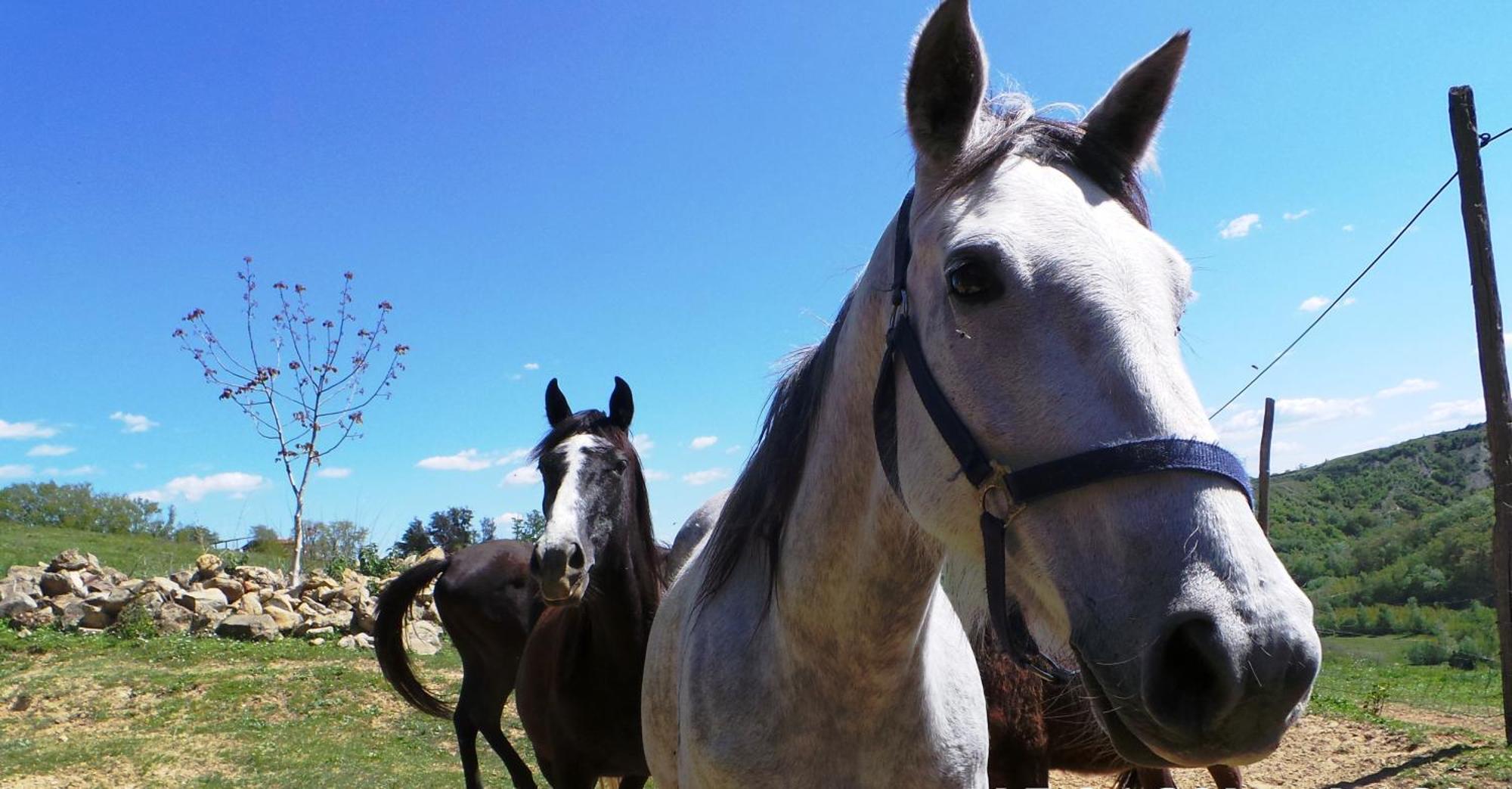 Pensjonat Agriturismo Podere Le Tombe Palaia Zewnętrze zdjęcie