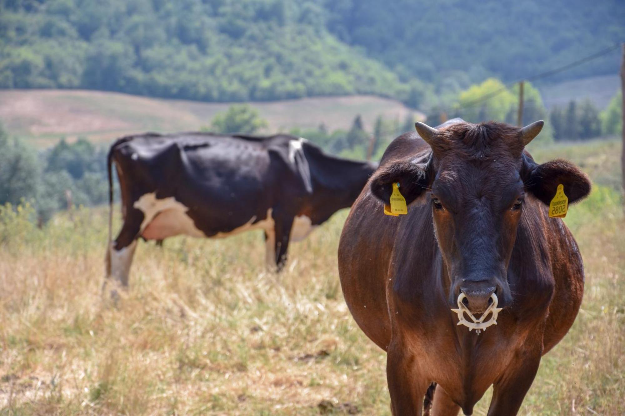 Pensjonat Agriturismo Podere Le Tombe Palaia Zewnętrze zdjęcie