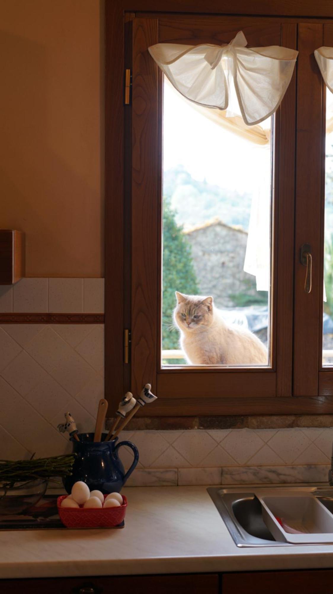 Pensjonat Agriturismo Podere Le Tombe Palaia Zewnętrze zdjęcie
