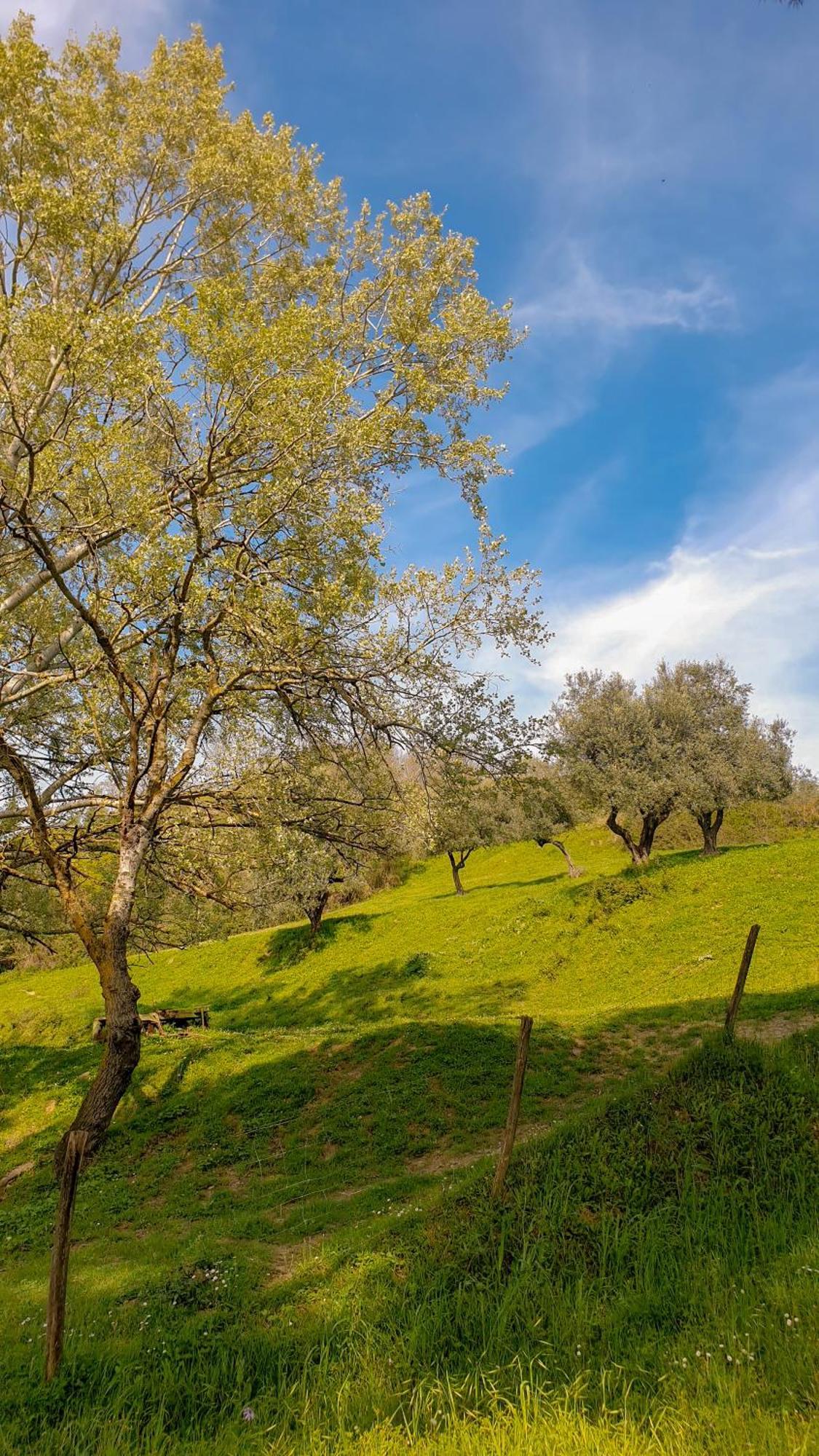 Pensjonat Agriturismo Podere Le Tombe Palaia Zewnętrze zdjęcie
