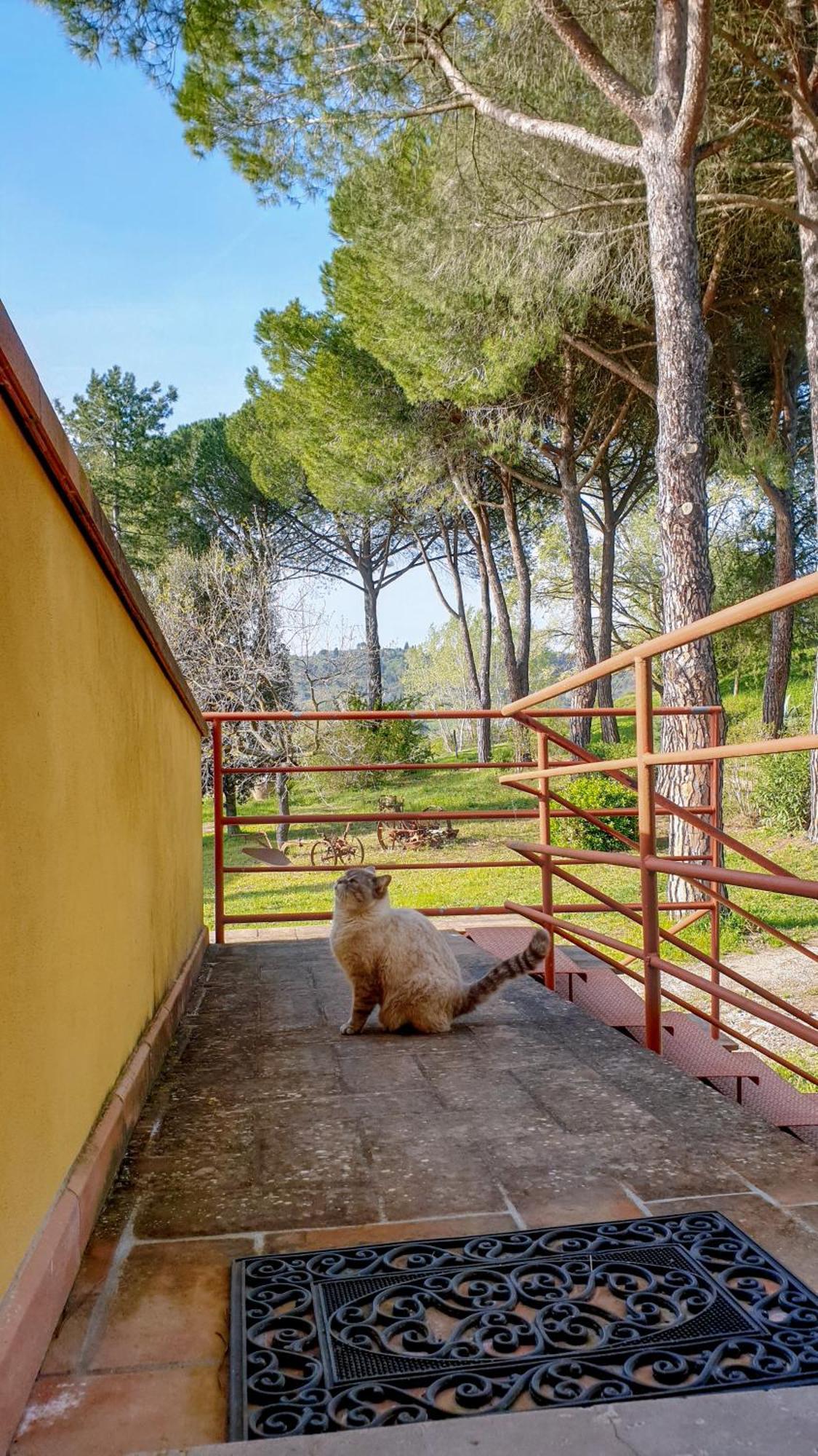 Pensjonat Agriturismo Podere Le Tombe Palaia Zewnętrze zdjęcie